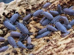 Isopods Trichoniscidae sp. “Dwarf Purple” bio-active cleanup crew - USMANTIS