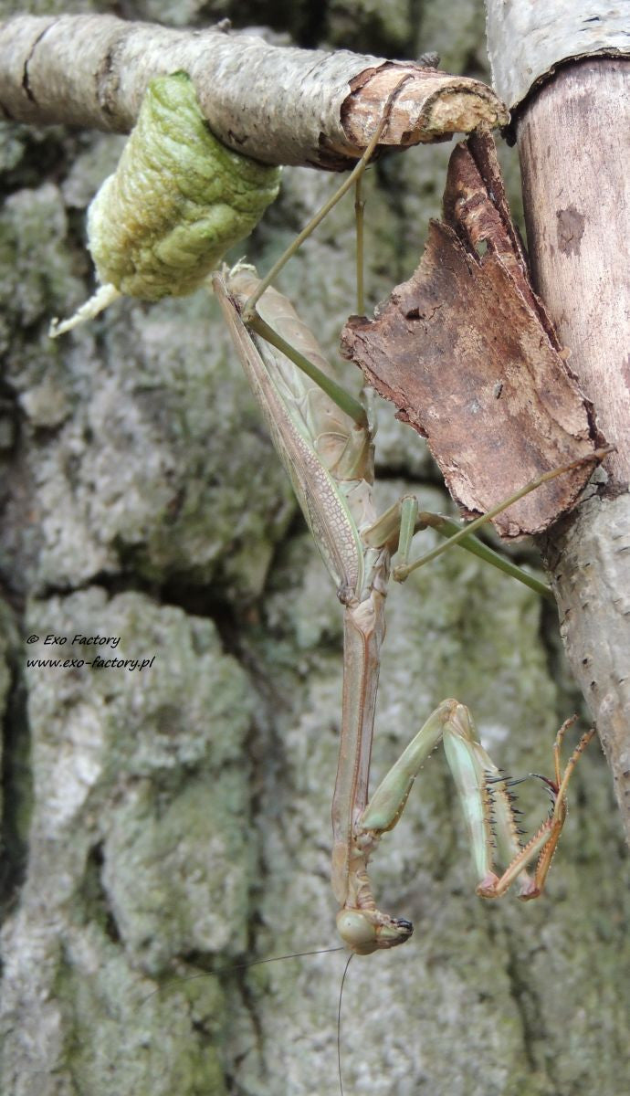 Plistospilota guineensis "Mega Mantis" - USMANTIS