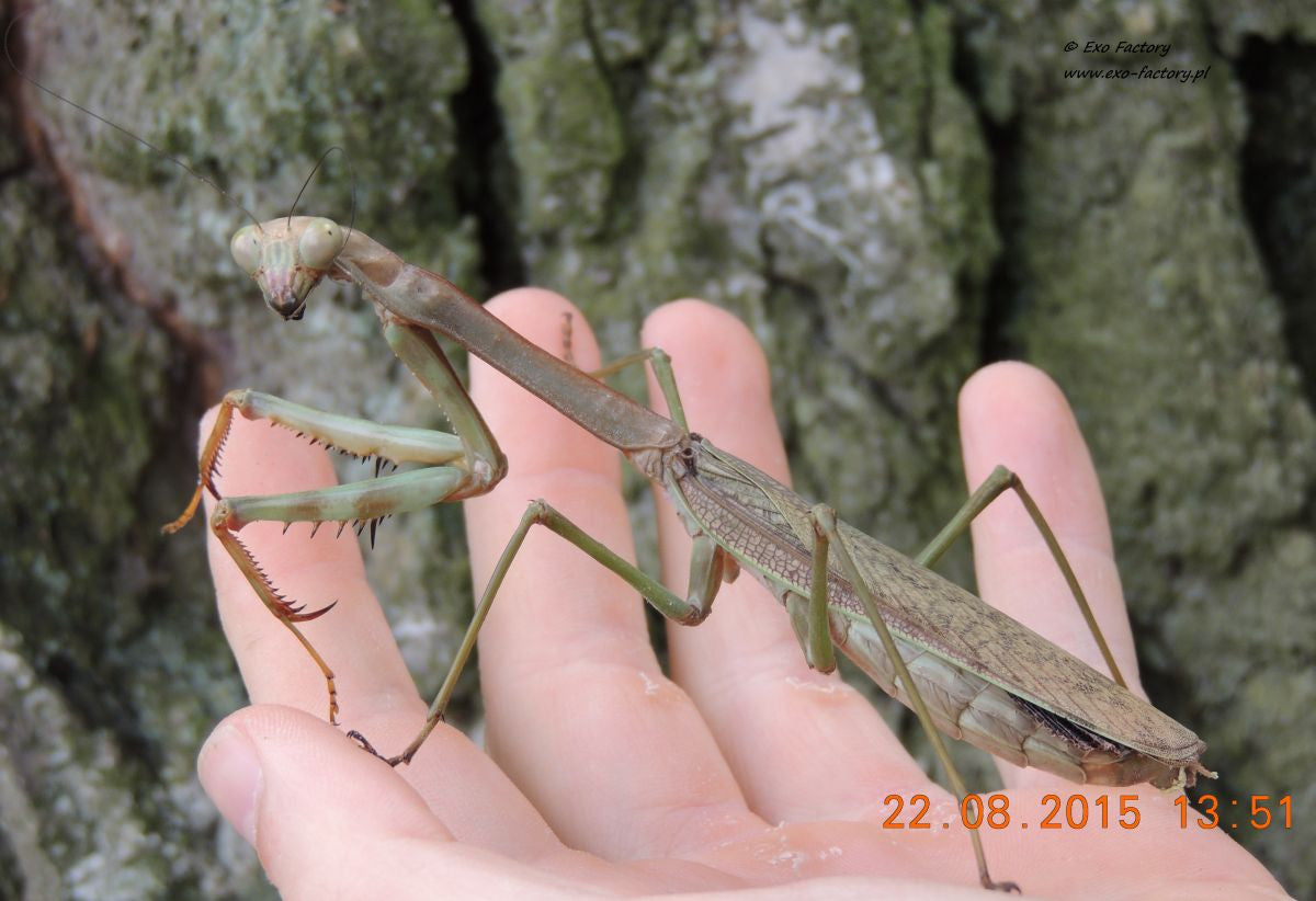 Plistospilota guineensis &quot;Mega Mantis&quot; - USMANTIS