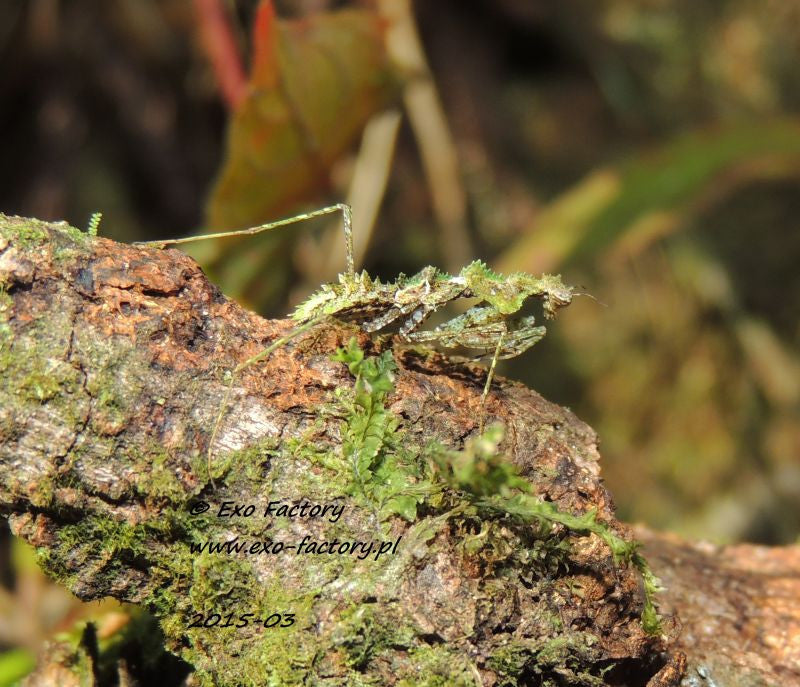 Haania confusa , Moss Mantis ooth - USMANTIS