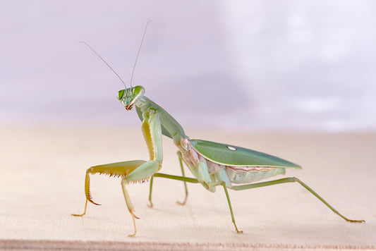 Rhombodera stalli Giant Shield Mantis - USMANTIS