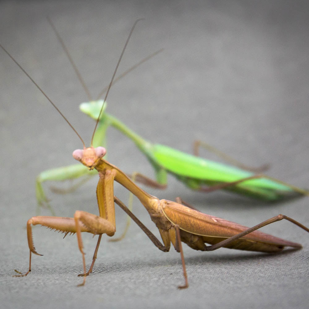 Hierodula membranacea Giant Asian Mantis - USMANTIS