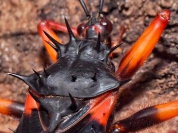 Psytalla Horrida "Horrid King" Assassin Bugs Colony - USMANTIS