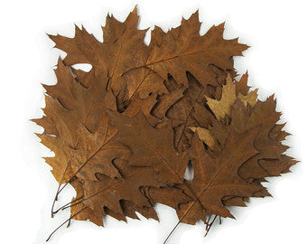 Live Oak Leaf Litter (1 Gallon) Natural bio-active substrate for terrariums and vivariums - USMANTIS