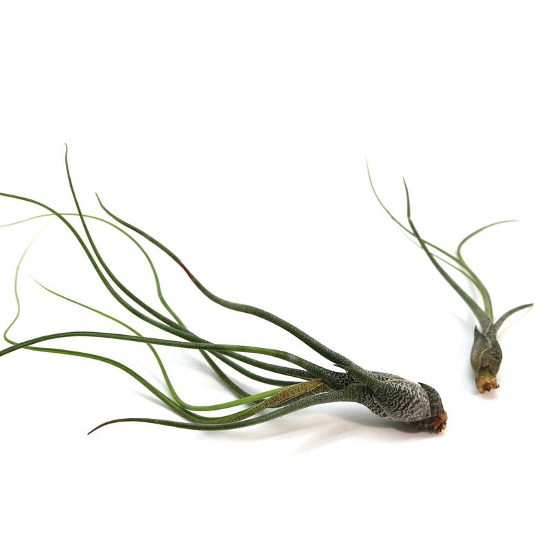 Tillandsia Butzii Air Plant (large) Hello Tilly Airplant Buy together, get free shipping - USMANTIS
