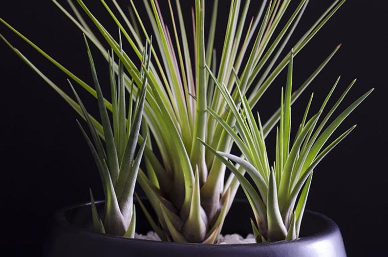 Melanocrater Tricolor Air Plant | Tillandsia, Indoor House Plant, Terrarium Plant, Air Purifying, Dark Green Plant Air Plants, - USMANTIS