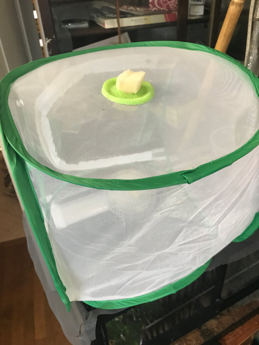 Foam plugs 25-pack feeding port plugs 1.35 " round - USMANTIS