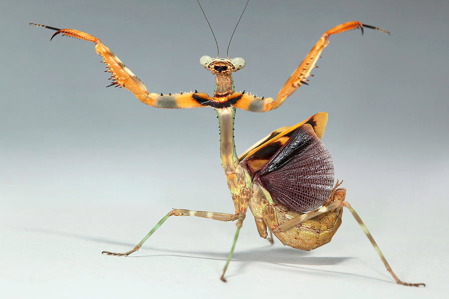 Parasphendale affinis Budwing praying mantis - USMANTIS