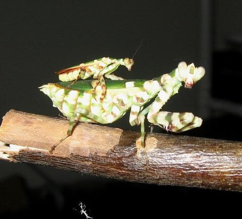 T elegans Banded Flower Mantis - USMANTIS
