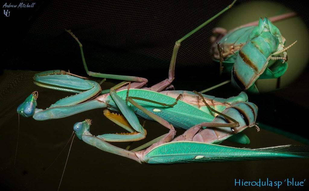 Hierodula species BLUE Papua Giant Stunning New Mantis Species - USMANTIS
