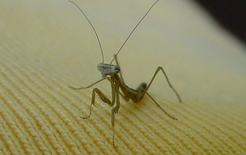 Sphodromantis lineola Giant African Mantis ooths and live - USMANTIS