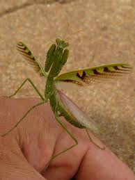 Omomantis zebrata Zebra mantis beautiful! - USMANTIS