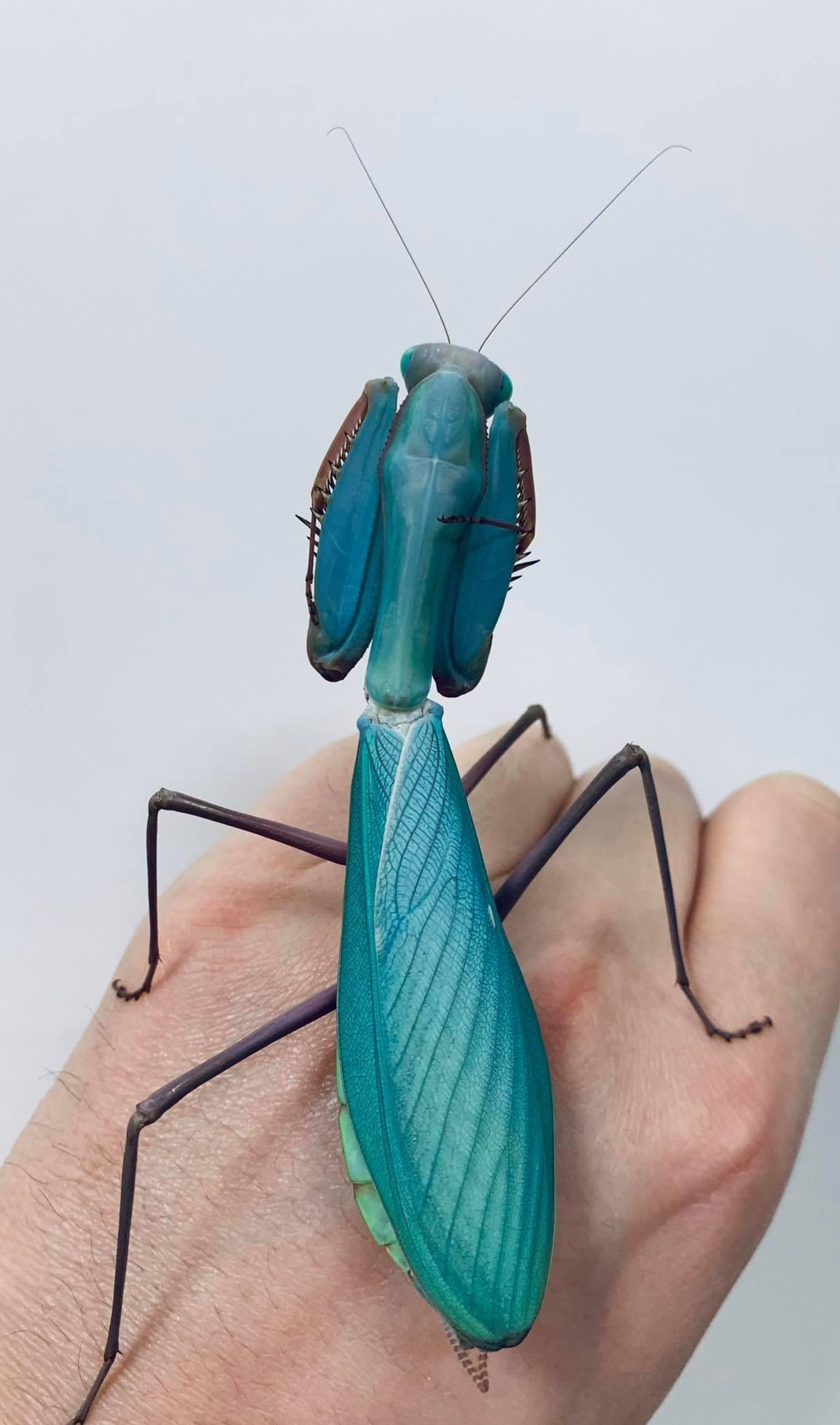Hierodula species BLUE Papua Giant Stunning New Mantis Species - USMANTIS