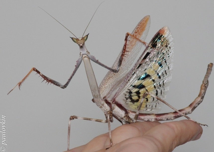 Heterochaeta orientalis Giant African Stick mantis / cat-eye mantis / 'Chaeta - USMANTIS