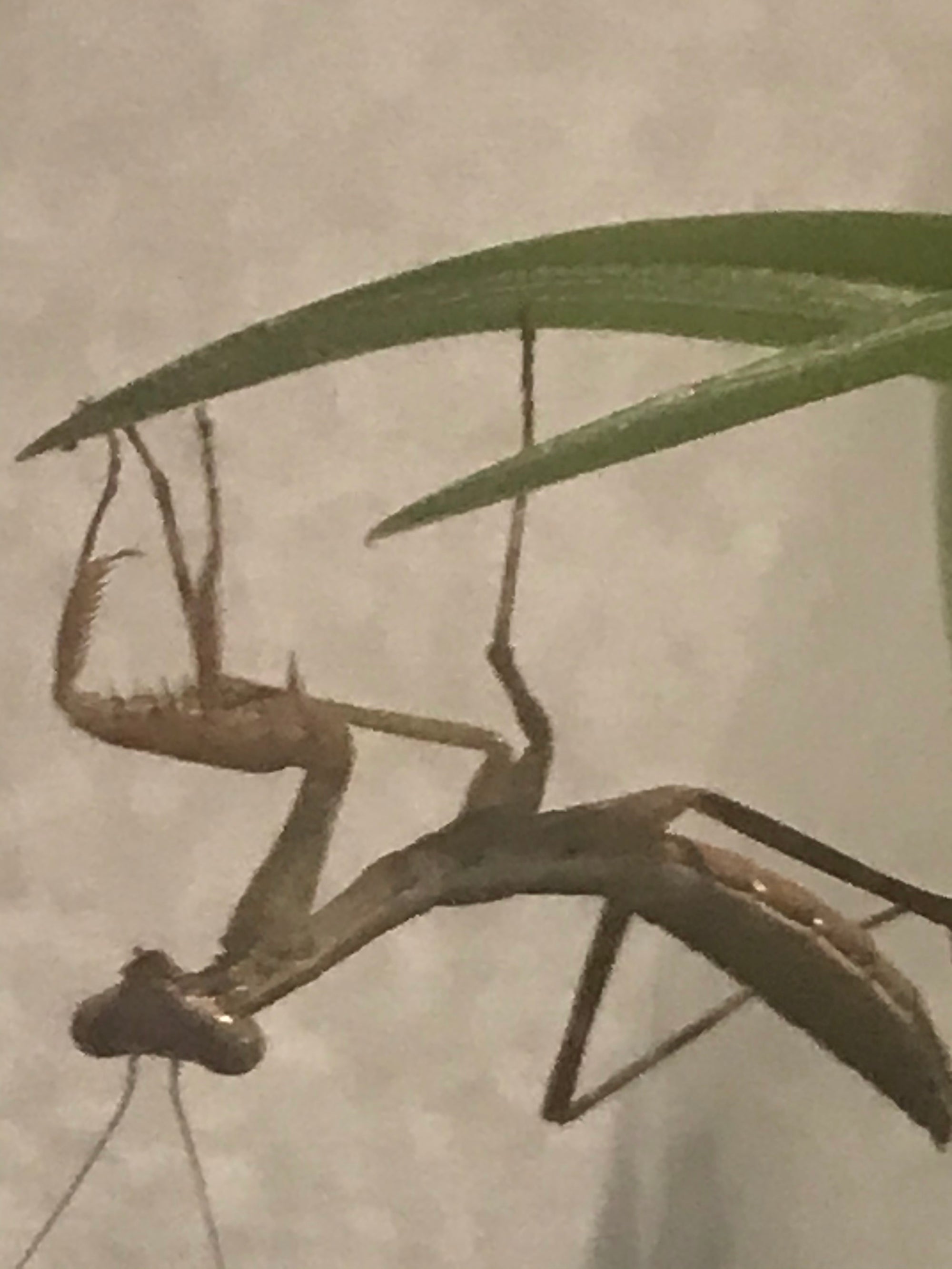 Plistospilota guineensis "Mega Mantis" - USMANTIS