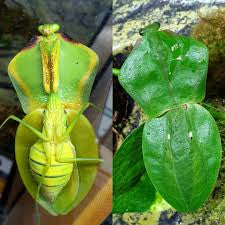 Choerdodis rhomboidea Peruvian shield mantis NEW “Cobra Mantis “ - USMANTIS