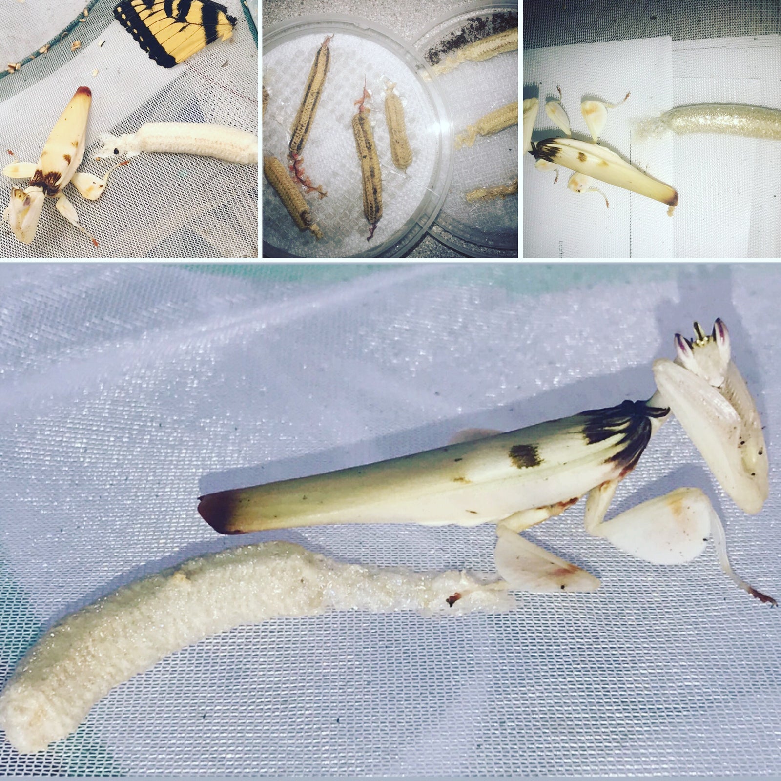 Hymenopus coronatus - Orchid Flower mantis "Kung Fu Mantis" - USMANTIS