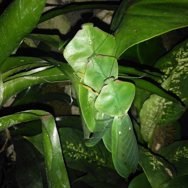 Choerdodis rhomboidea Peruvian shield mantis NEW “Cobra Mantis “