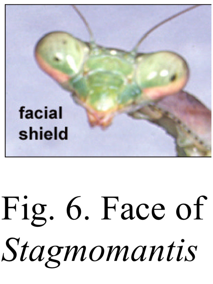 Basic Praying Mantis Kit - Egg Case ootheca - USMANTIS