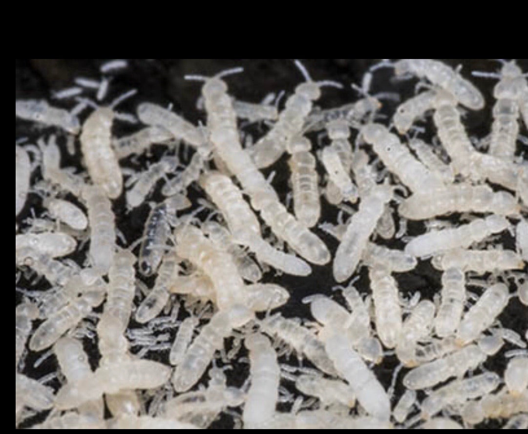 Springtail + Isopod Food Bio Active Natural - USMANTIS