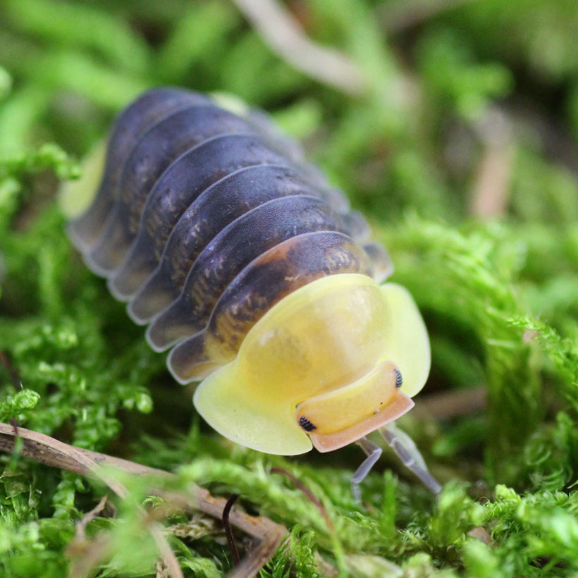 Rubber Ducky Isopods on Sale Live 6 pack - USMANTIS