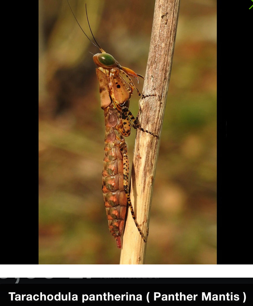 Tarachodula pantherina “Panther praying mantis” - USMANTIS
