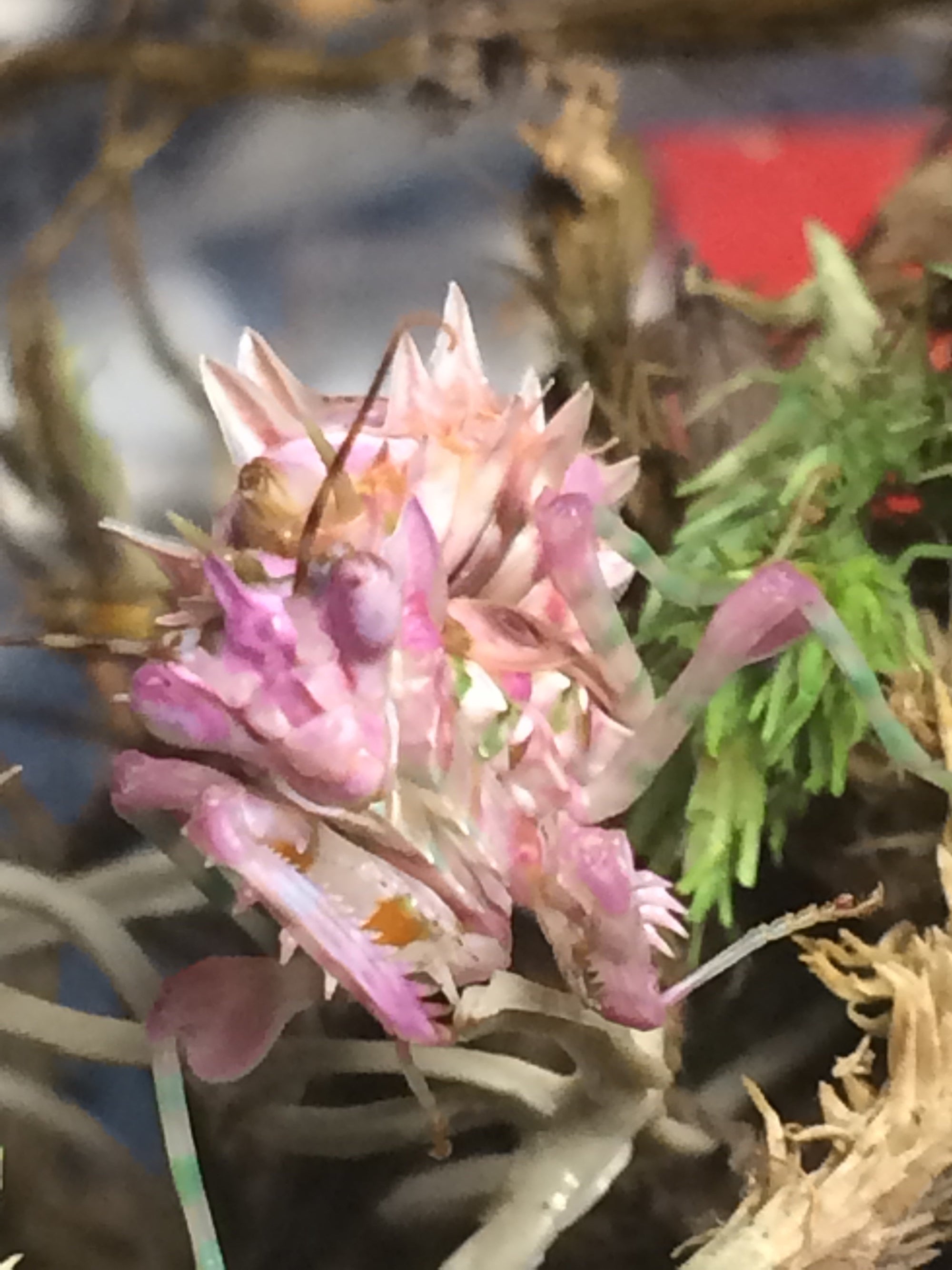 Pseudocreobotra wahlbergii Spiny Flower mantis - USMANTIS