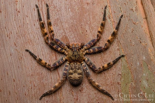 Heteropoda lunula - USMANTIS