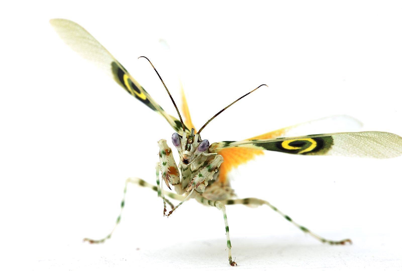 Pseudocreobotra wahlbergii Spiny Flower mantis - USMANTIS