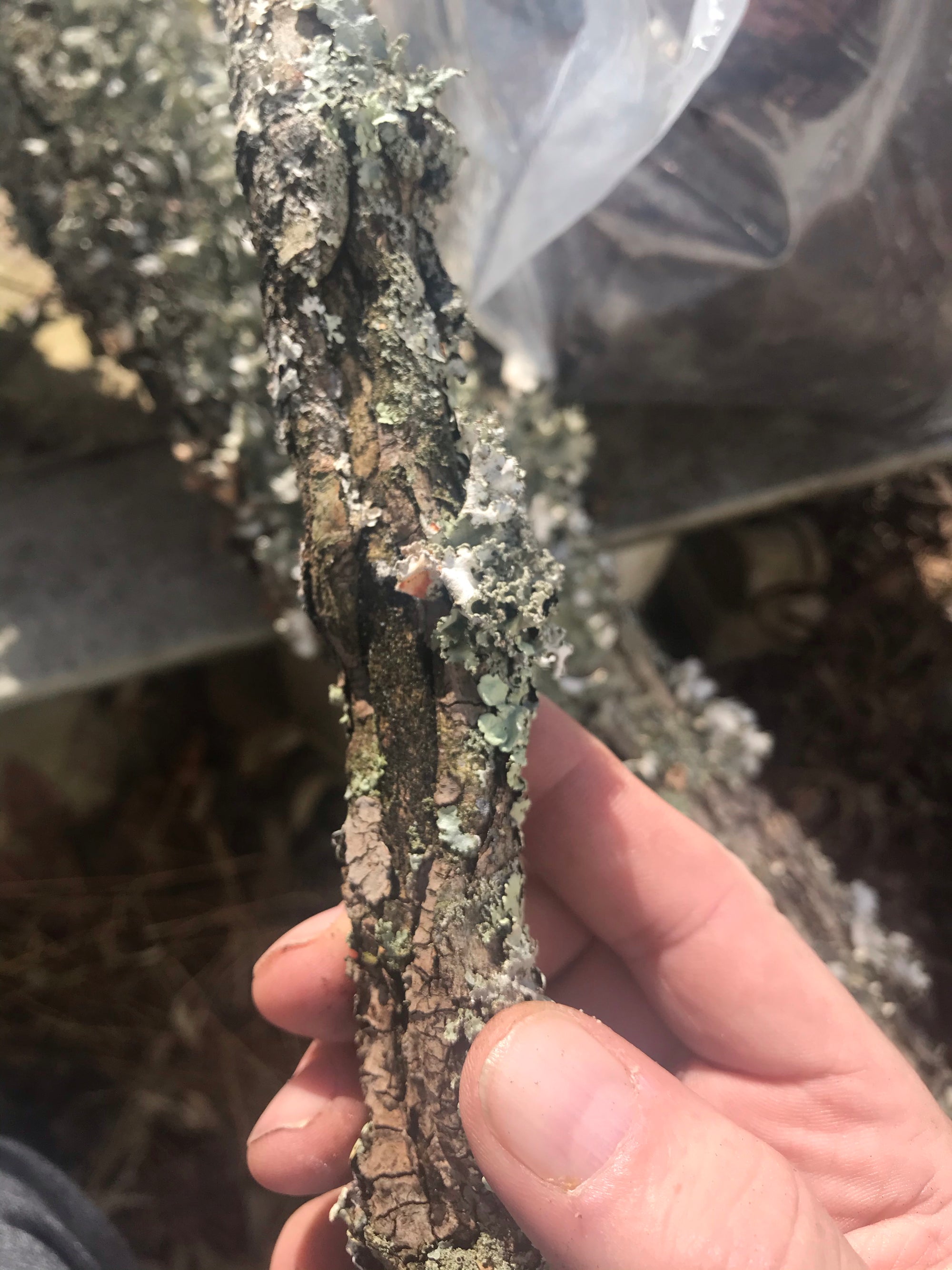 Lichen for bioactive habitats and phasmids - USMANTIS