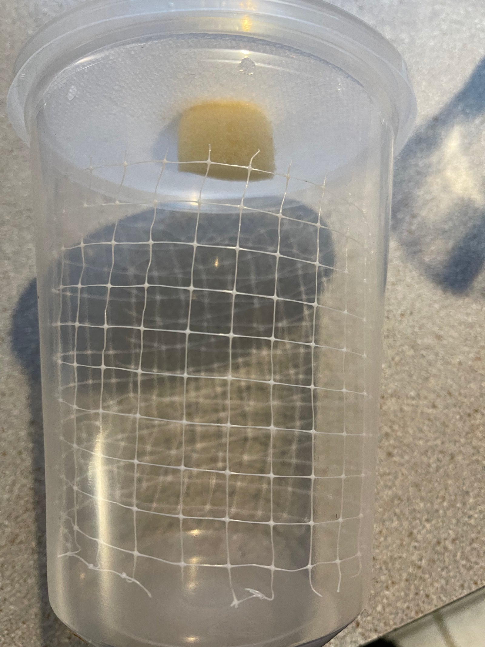 Mantis Hatching Container Vented with Port - USMANTIS