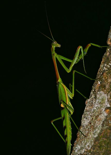 Omomantis zebrata Zebra mantis beautiful! - USMANTIS