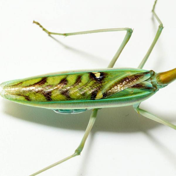 Omomantis zebrata Zebra mantis beautiful! - USMANTIS