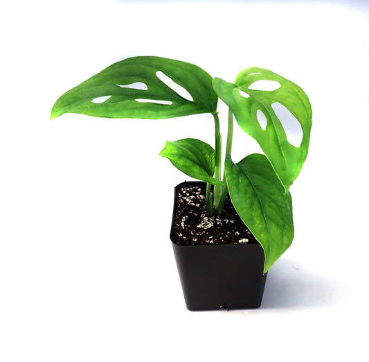 Monstera adansonii, Swiss Cheese Plant - USMANTIS