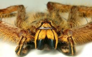 Heteropoda davidbowie huntsman spider - USMANTIS