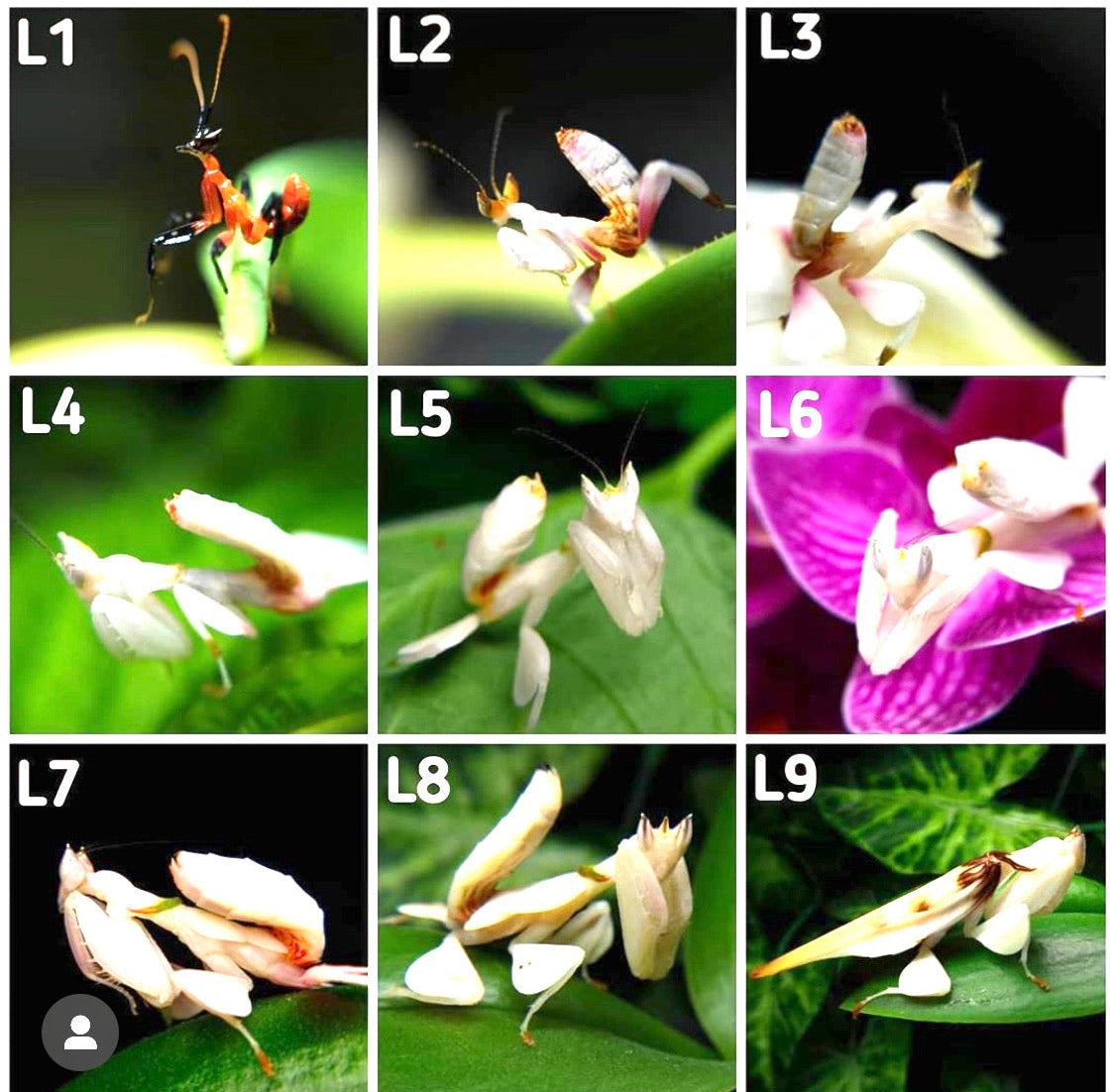 Hymenopus coronatus - Orchid Flower mantis "Kung Fu Mantis" - USMANTIS