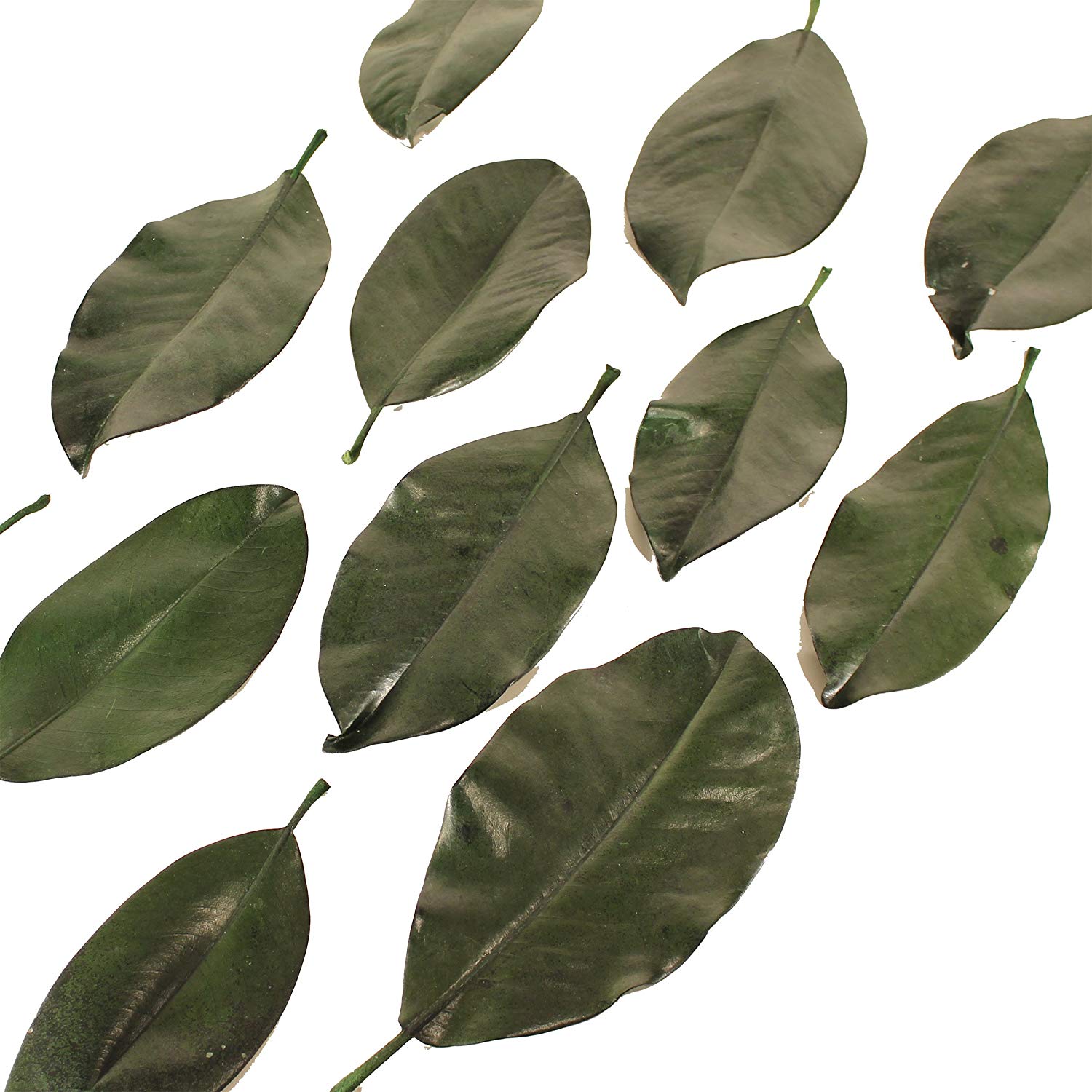 Magnolia Leaf Litter (1 Gallon) Organic Bio-active substrate Pure and pet safe. - USMANTIS