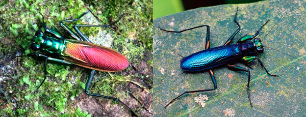 Metallyticus violaceous - USMANTIS