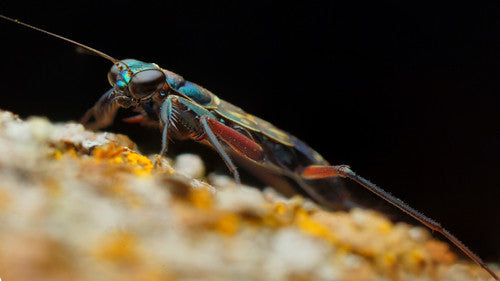 Metallyticus violaceous - USMANTIS