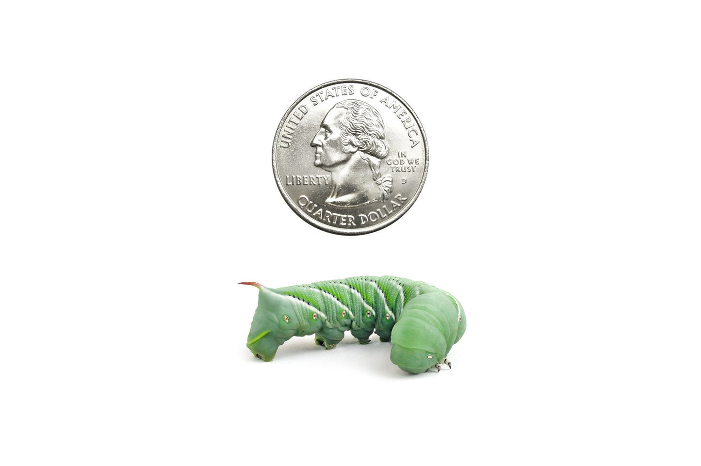 Medium Hornworms (Cupped) - USMANTIS