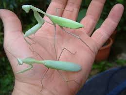 Hierodula membranacea Giant Asian Mantis - USMANTIS