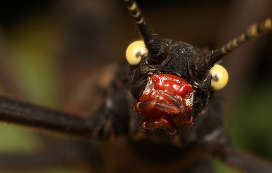 Peruphasma Shultei -Black Beauty - USMANTIS