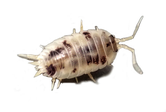 Porcellio laevis 'Dairy Cow' Isopods (10 Count) - USMANTIS