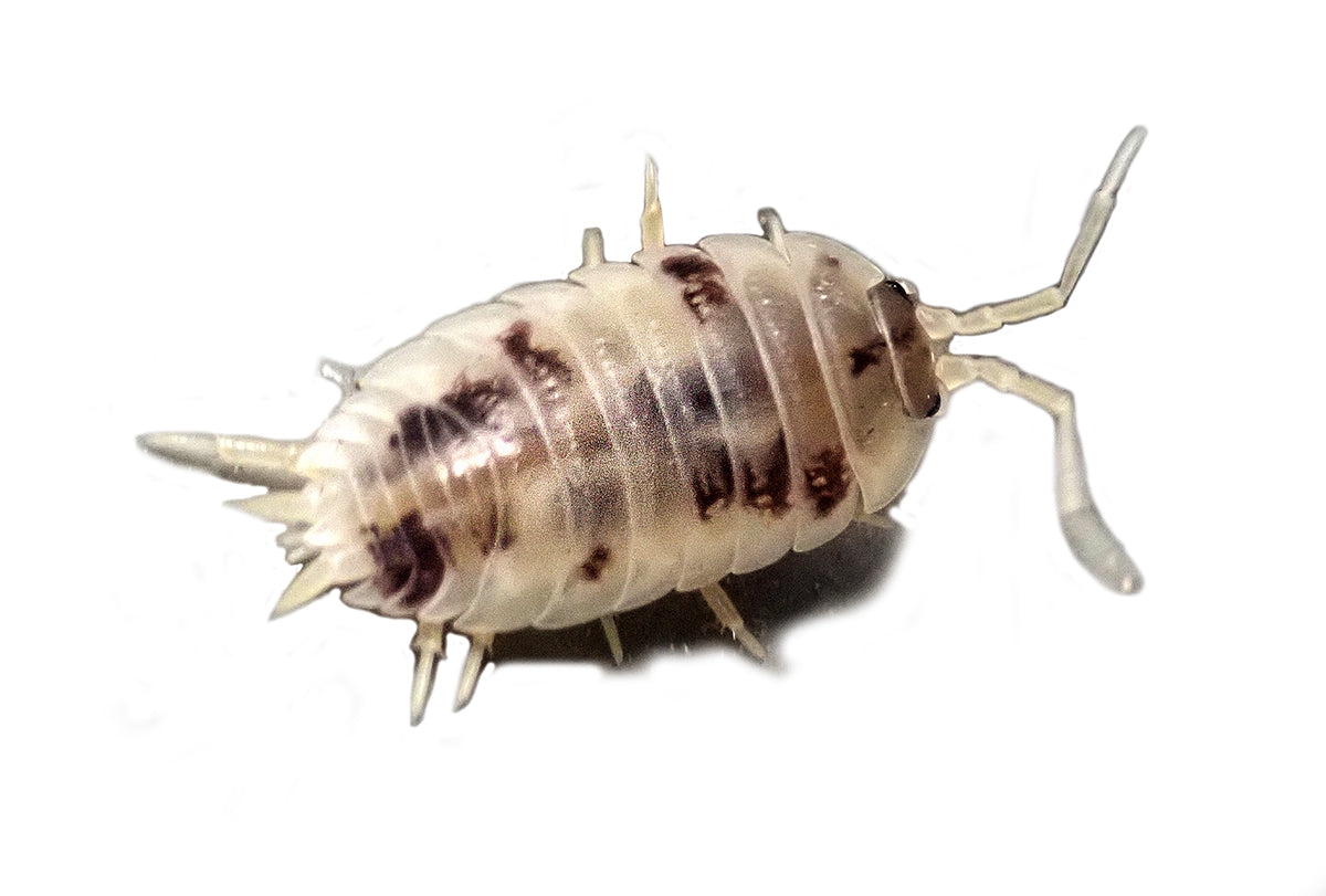 Porcellio laevis 'Dairy Cow' Isopods (10 Count) - USMANTIS