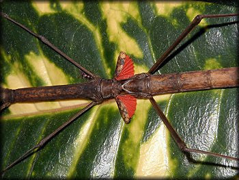 Phaenopharos khaoyaiensis - USMANTIS