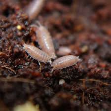 Isopods Trichoniscidae sp. “Dwarf Purple” bio-active cleanup crew - USMANTIS