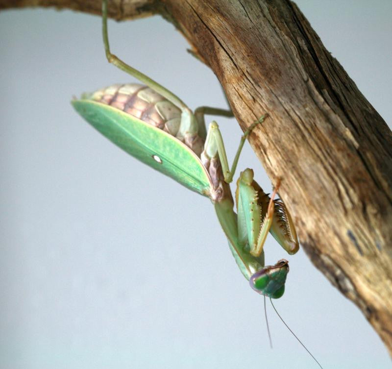Rhombodera Basalis Giant Shield Mantis - USMANTIS