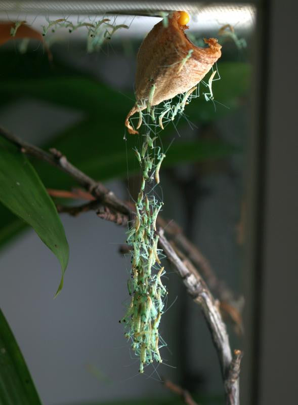 Rhombodera Basalis Giant Shield Mantis - USMANTIS