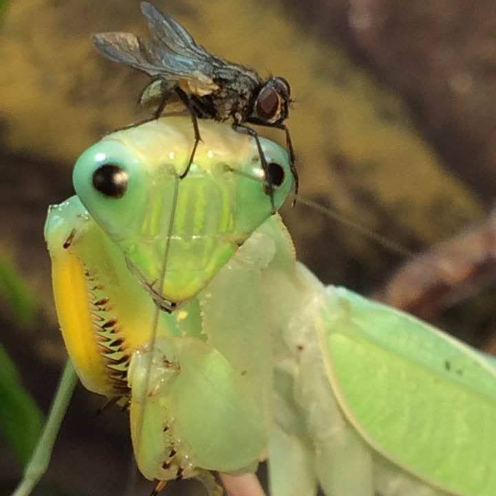 Sphodromantis lineola Giant African Mantis ooths and live - USMANTIS