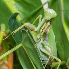 Rhombodera stalli Giant Shield Mantis - USMANTIS